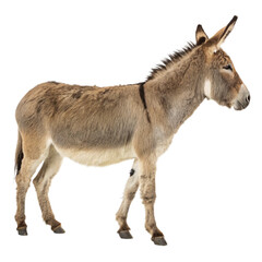 Majestic donkey standing proudly, a symbol of resilience and strength, ready to enhance your creative projects with its stoic presence.
