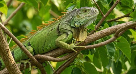 Fototapeta premium Green Iguana Resting on a Branch Amidst Lush Foliage in Natural Habitat