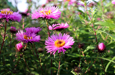 Fototapeta premium Pink and purple asters with yellow centers and buds on a sunny autumn day in a garden flowerbed - horizontal color photo, close-up, bottom view