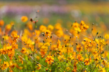 Vibrant Field of Orange Wildflowers in Bloom