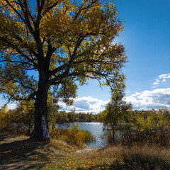 Golden autumn tree by a lake under vibrant blue sky. Sunlight filters through branches, casting warm shadows. Scenic path invites peaceful exploration in fall landscape.