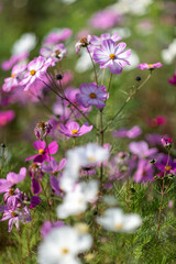Vibrant Cosmos Flowers in Bloom