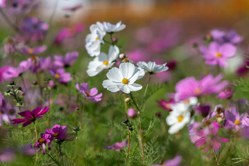 Obraz premium Vibrant cosmos flower field in bloom
