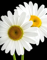 Two daisies with white petals and yellow center, black background