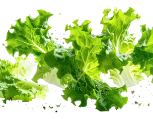 Close-up of fresh, green lettuce leaves against a black backdrop, showcasing vibrant details