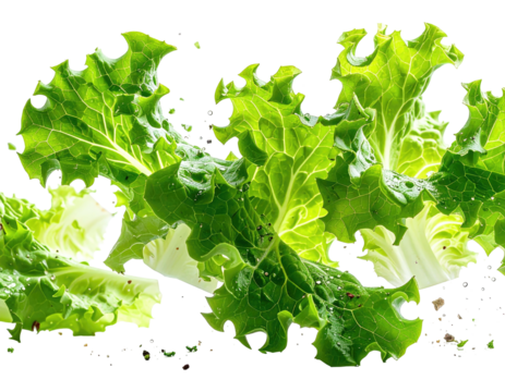 Close-up of fresh, green lettuce leaves against a black backdrop, showcasing vibrant details