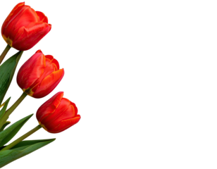 Three vibrant red tulips with green stems and leaves on a stark, black background