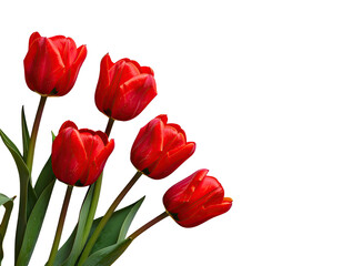 Fototapeta premium Five vibrant red flowers with green stems and leaves on a solid black background
