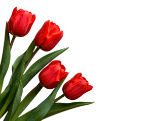 Four bright red tulips with green leaves on a stark black background, angled towards the viewer