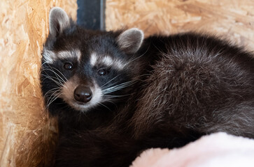 A scared raccoon in his house taming a raccoon at home