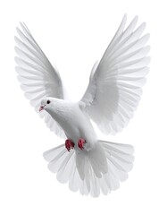 Fototapeta premium A pristine white dove, wings gracefully outstretched, isolated against a clean, bright white backdrop, ready for flight