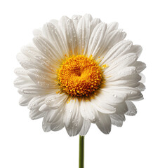 Naklejka premium Blooming white daisy flower nature fresh environment isolated on transparent background