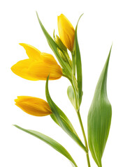 Vibrant yellow tulips in bloom garden floral bright isolated on transparent background