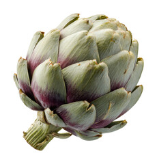 Obraz premium Harvesting fresh artichokes organic farm food isolated on transparent background
