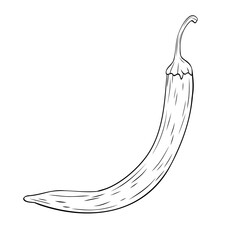 Monochrome botanical spicy hot chilli pepper. Graphic hand drawn ink black and white vector. Good for eco-style crafting, cooking, spa, medicine, cooking, and garden, beauty, decoration