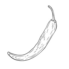 Monochrome botanical spicy hot chilli pepper. Graphic hand drawn ink black and white vector. Good for eco-style crafting, cooking, spa, medicine, cooking, and garden, beauty, decoration