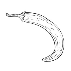 Monochrome botanical spicy hot chilli pepper. Graphic hand drawn ink black and white vector. Good for eco-style crafting, cooking, spa, medicine, cooking, and garden, beauty, decoration