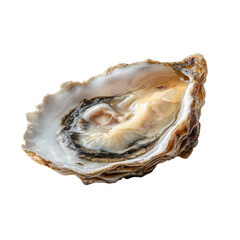 Isolated Half Shell Raw Oyster with Glossy Texture on White Background