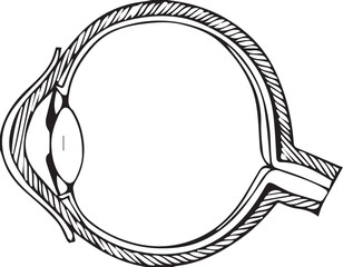 hand drawn vector illustration