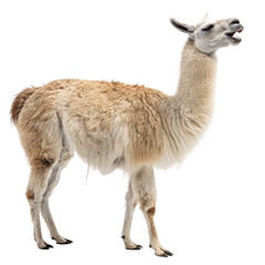 Obraz premium Majestic llama gracefully walking, showcasing its fluffy coat and gentle profile, perfect for nature and South American themes. 