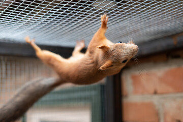 red squirell (Sciurus vulgaris) play in cage home pet squirell