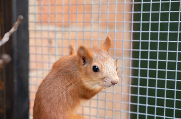 red squirell (Sciurus vulgaris) play in cage home pet squirell