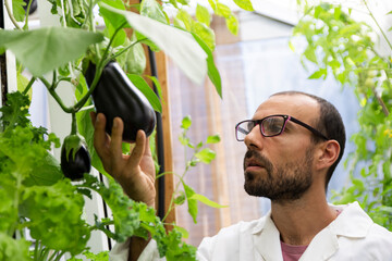 Scientist inspecting eggplants in aquaponic greenhouse with tablet