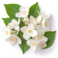 Jasmine blossoms arranged on white background