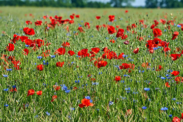 Colorful poppies and cornflowers blooming on the edge of a grain field during summer