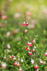 Obraz premium Red and White Flowers in Lush Garden