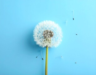 Fototapeta premium A puffy dandelion head on a vibrant blue background with floating seeds, a symbol of transience