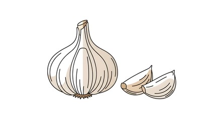 fresh garlic bulb and cloves cooking ingredient illustration