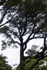Silhouette of Tall Tree with Twisting Branches
