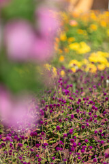 Naklejka premium Vibrant Garden with Purple and Yellow Flowers