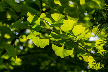 Vibrant branch of lush green Ginkgo tree (Ginkgo biloba), ginkgo or gingko, maidenhair tree leaves glows in sunlight, creating serene natural scene. Selective Focus. Nature's Concept for Design