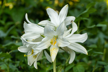 Elegant white lilies in full bloom, their delicate petals adorned with golden stamens, set against soft green, natural background. Selective Focus. Nature's Concept for Design