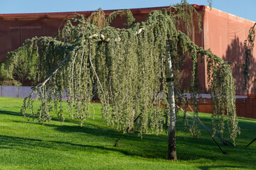 Weeping Blue Atlas Cedar (Cedrus Atlantica Glauca tree) with long, drooping branches set in grassy area with red building in background in public landscape city Park Krasnodar or Galitsky Park