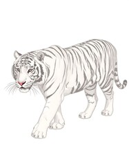 Fototapeta premium Majestic big cat, white with grey stripes, walking confidently, isolated