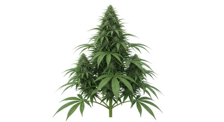 Isolated full cannabis plant in growth, marijuana harvest, illegal drugs, medical crop