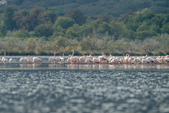 Flamingoes at dawn pastel colors in middle of water pond Biguglia in Corsica near Bastia Tall grasses on the background