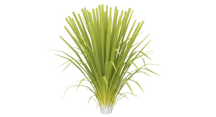 Isolated decorative clump of ornamental grass in a tuft shape on a light background