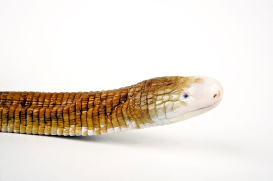 Red worm lizard // Rote Doppelschleiche (Amphisbaena alba)