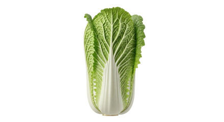 Isolated Napa cabbage with a fresh, green and white color is ready to be cut, diced or cooked