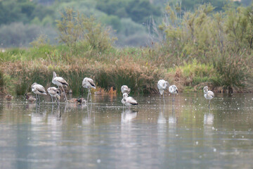 Young baby Flamingo pastel colors in middle of water pond Biguglia in Corsica near Bastia Tall grasses on the background