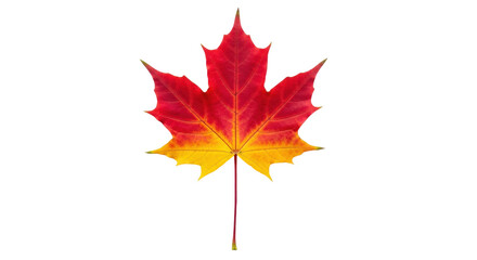 Isolated maple leaf on long stem in autumnal reds and yellows, colorful fall foliage