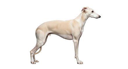 Isolated whippet dog standing calmly in a studio profile portrait with smooth fawn fur coat