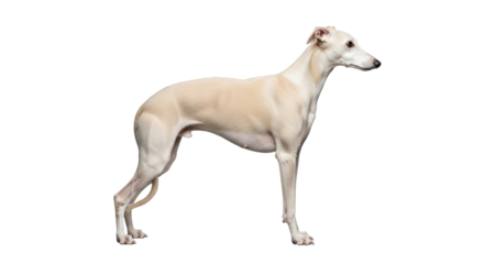 Isolated whippet dog standing calmly in a studio profile portrait with smooth fawn fur coat