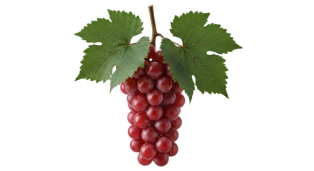 Isolated bunch of red grapes with two leaves, healthy eating, and fresh fruit snack