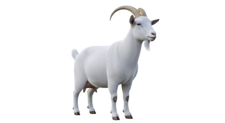 Isolated domestic white goat standing upright with horns, a cloven-hoofed farm animal