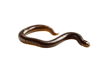 Slithering earthworm close up view showcasing its segmented body and smooth texture perfect for educational or nature related designs or illustrations detailed macro of a brown